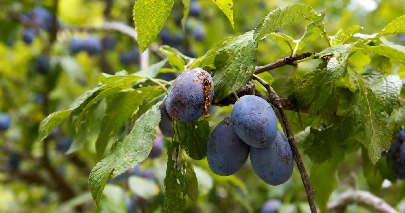 Pflaumenwickler bekämpfen: Erkennen, Schaden und wirksame Methoden für den Obstgarten