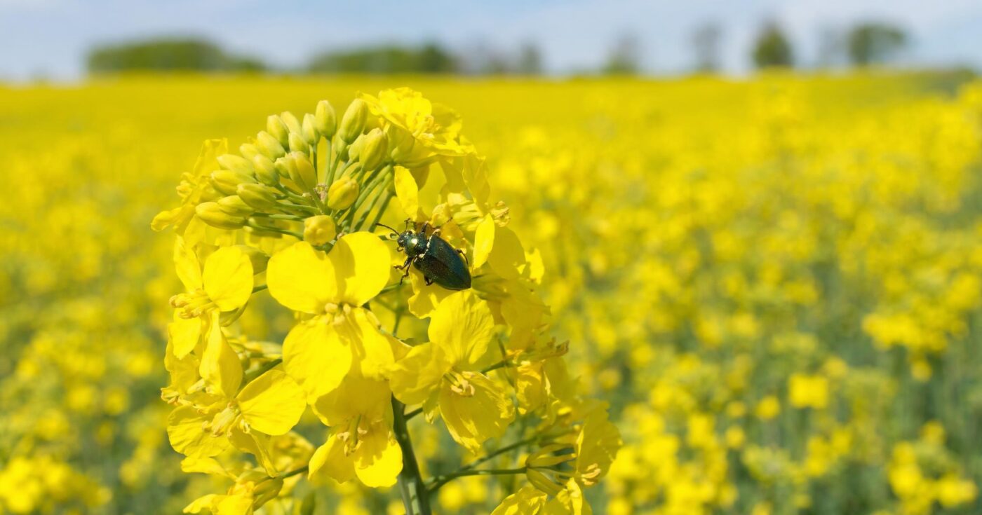 Rapsglanzkäfer erkennen, vorbeugen, bekämpfen