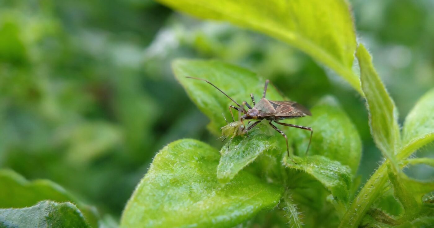 Raubwanzen erkennen und einsetzen: Nützlinge gegen Schädlinge im Garten