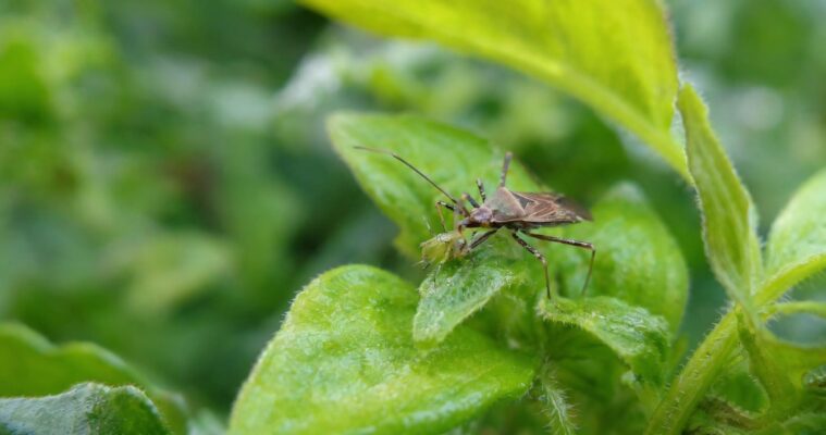 Raubwanzen erkennen und einsetzen: Nützlinge gegen Schädlinge im Garten