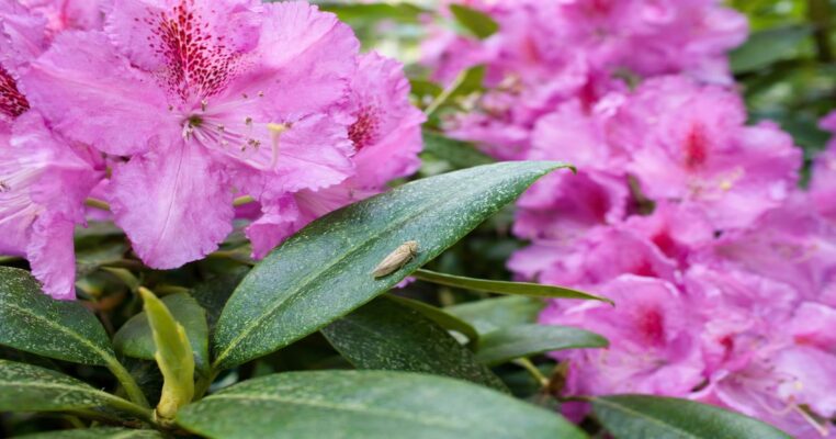 Rhododendronzikade erkennen und bekämpfen: Schutz für Ihre Rhododendren