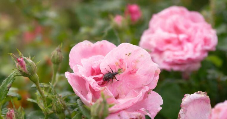 Rosenblütenstecher erkennen und bekämpfen: Der große Ratgeber für Hobbygärtner
