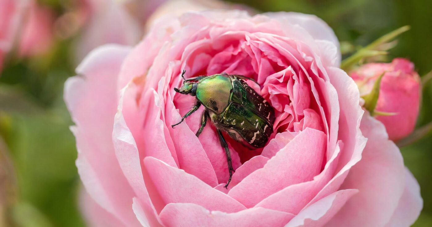 Rosenkäfer im Garten: Merkmale, Lebensweise und Schadbild – Schädling oder Nützling?
