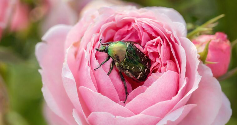 Rosenkäfer im Garten: Merkmale, Lebensweise und Schadbild – Schädling oder Nützling?