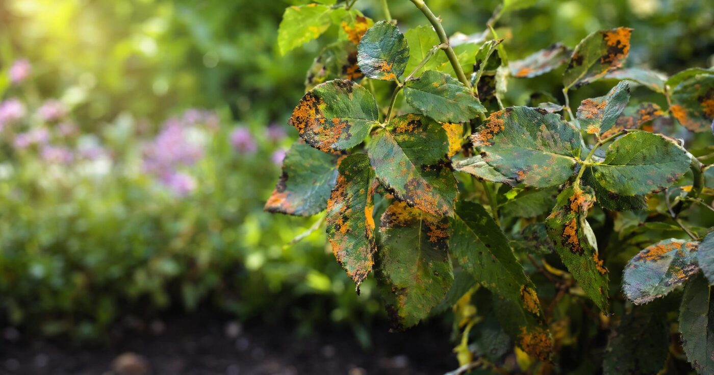 Rostpilze im Garten bekämpfen und vorbeugen