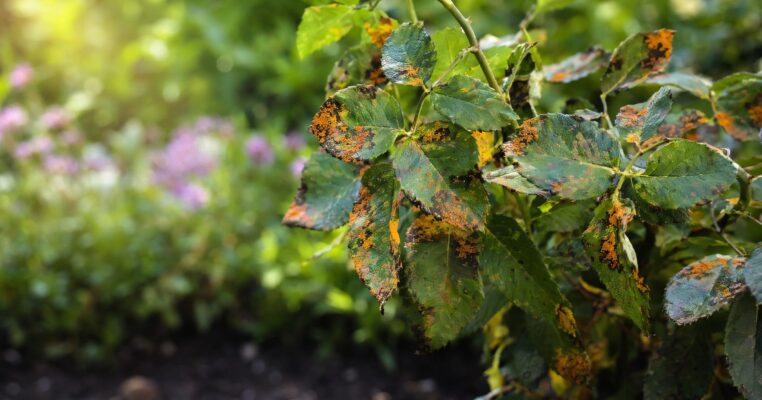 Rostpilze im Garten bekämpfen und vorbeugen