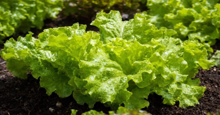 Frischer grüner Salat im Gartenbeet bei Sonnenlicht