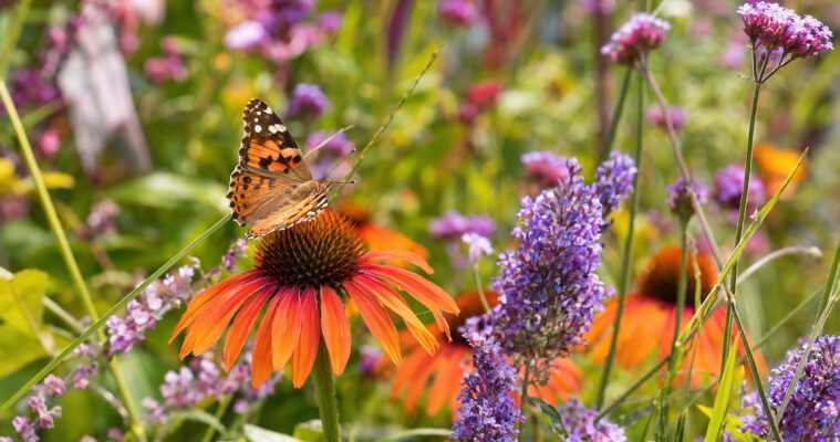 Schmetterlinge im Garten: So lockst du bunte Falter in deinen Naturgarten