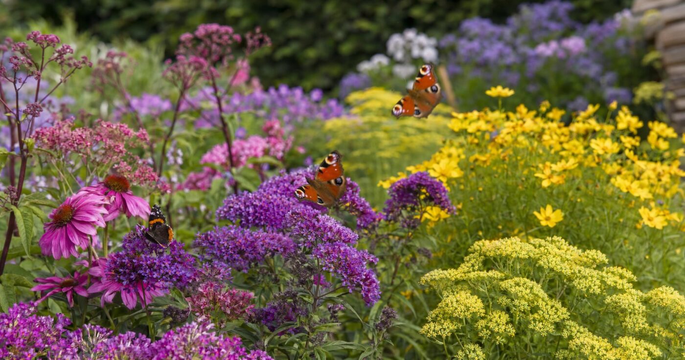 Schmetterlingsgarten anlegen: So wird Ihr Garten zum Paradies für bunte Falter