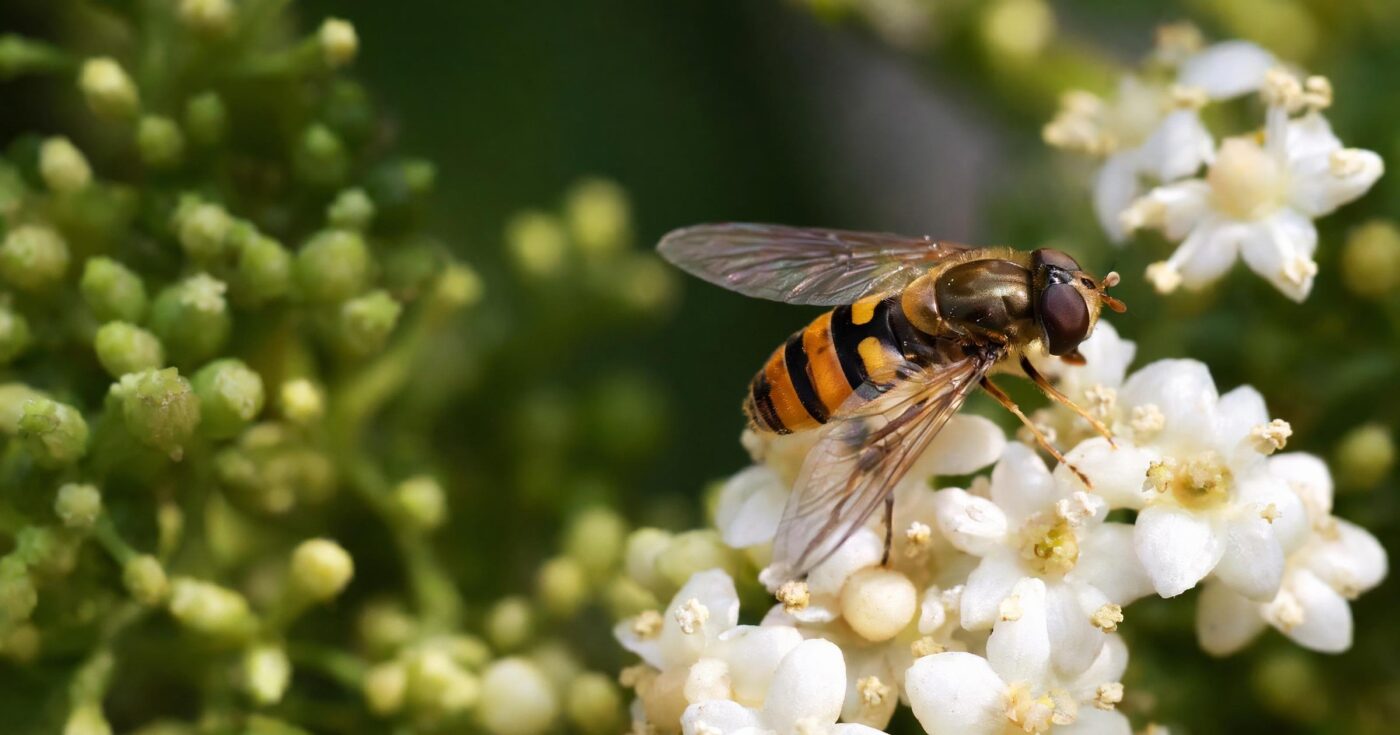 Schwebfliegen im Garten: Nützlinge fördern und Blattläuse bekämpfen