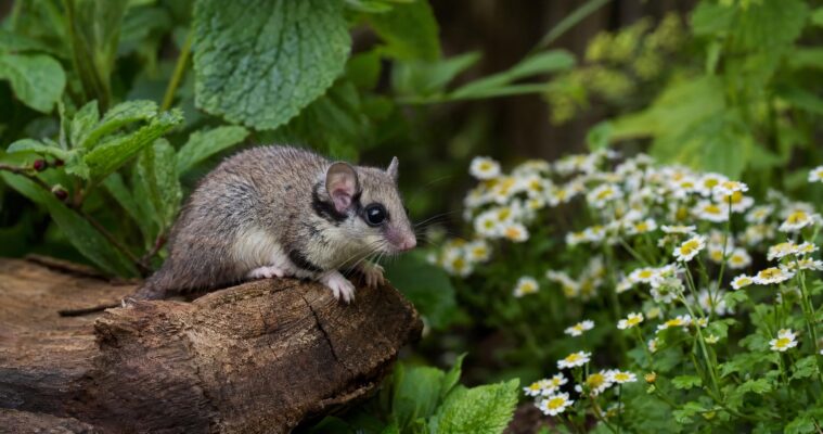 Siebenschläfer im Garten: Lebensraum, Winterschlaf und Verhalten