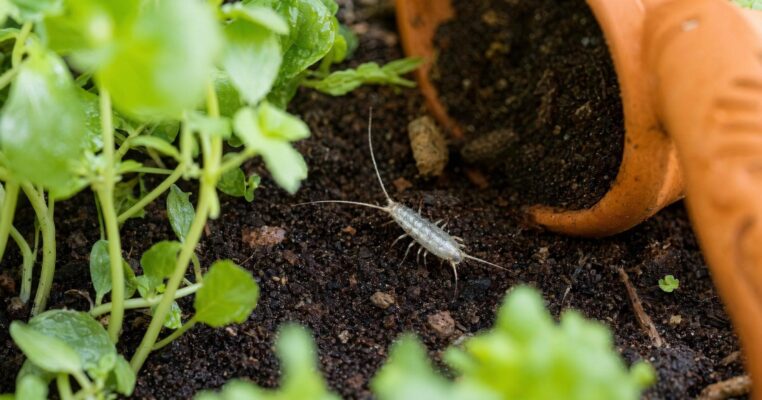 Silberfische bekämpfen: So werden Hobbygärtner diese lästigen Schädlinge los