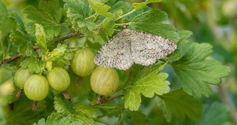 Stachelbeerspanner erkennen und bekämpfen: Schutz für Johannisbeeren und Stachelbeeren