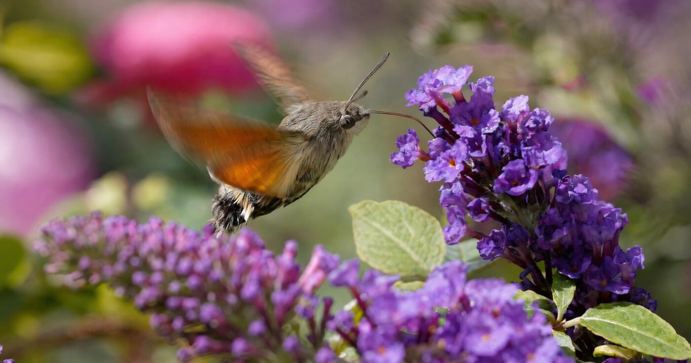 Taubenschwänzchen: Der Kolibrifalter im Garten