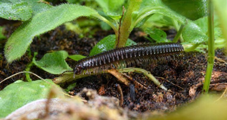 Tausendfüßer im Garten: Nützling oder Schädling?