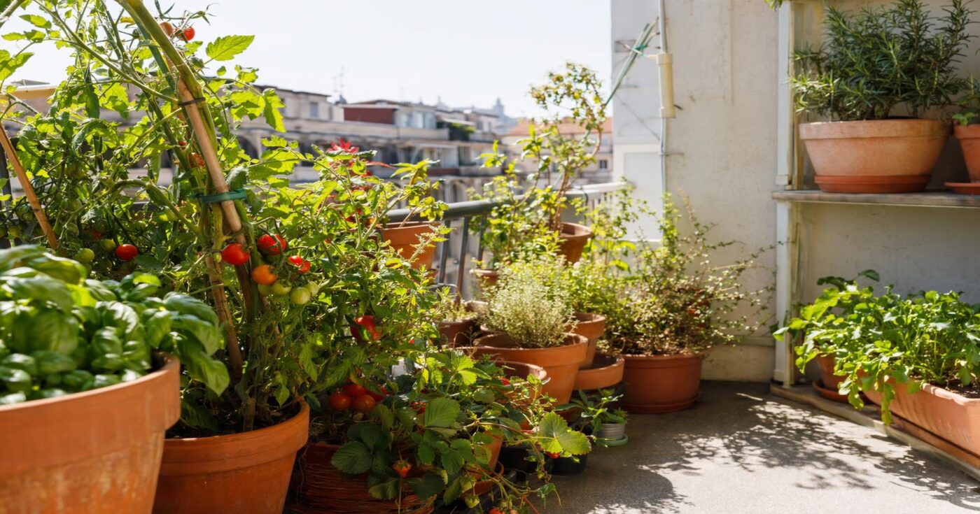 Urban Gardening: So klappt der Gemüse- und Kräutergarten auf Balkon & Terrasse