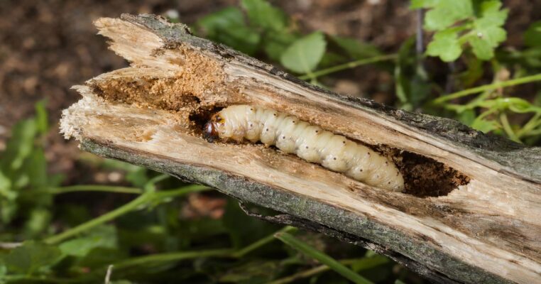 Weidenbohrer (Cossus cossus): Erkennen, Bekämpfen und Vorbeugen