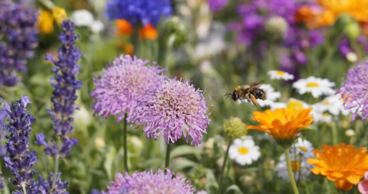 Wildbienen im Garten: Arten erkennen, fördern und schützen