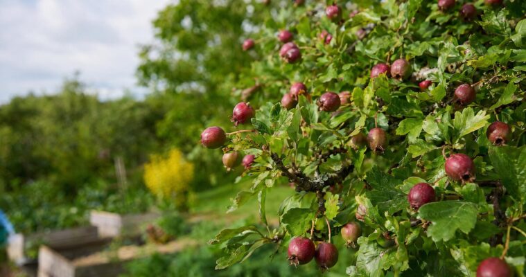 Wildobst im Garten: Pflanzen, Pflege und Ernte heimischer Wildfrüchte