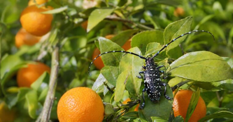 Zitrusbockkäfer: Gefräßiger Käfer aus Asien