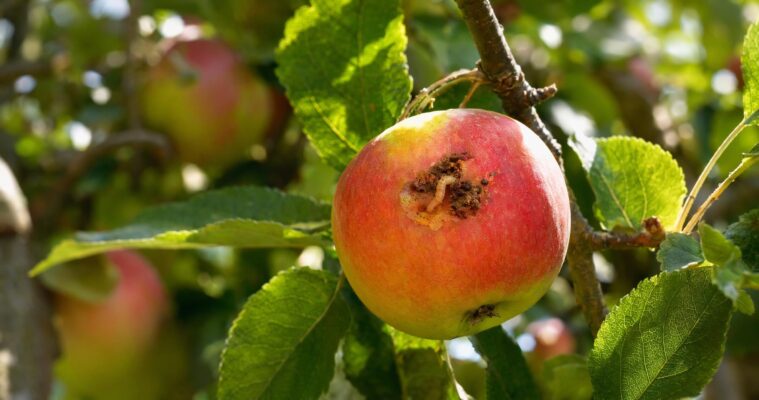 Apfelwickler biologisch bekämpfen: Tipps gegen Maden im Apfel