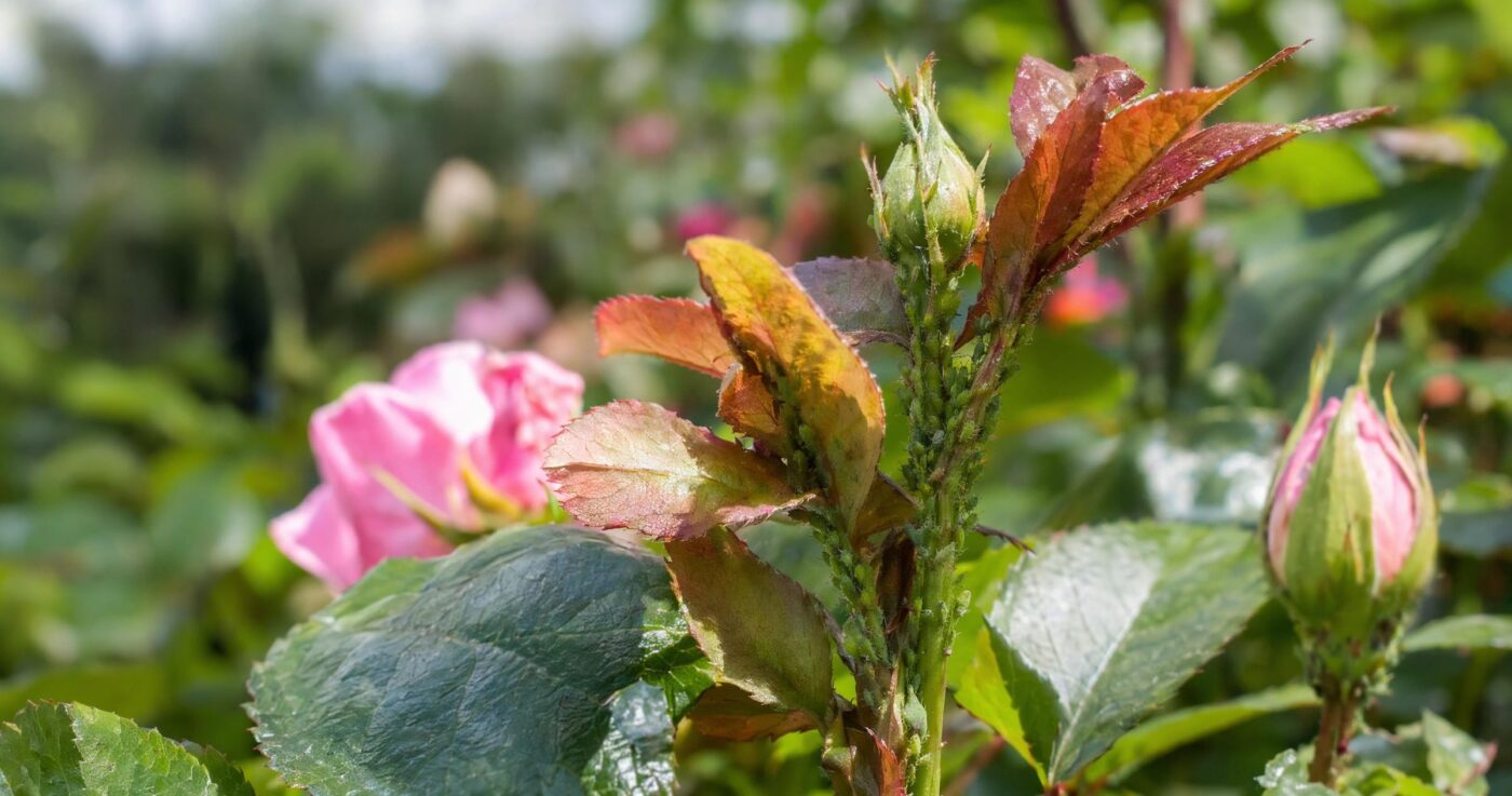Blattläuse erkennen, vorbeugen und bekämpfen: Effektive Methoden für den Garten