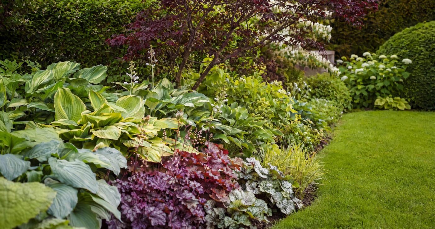 Blattschmuckpflanzen im Garten: Formen, Farben und Gestaltungstipps