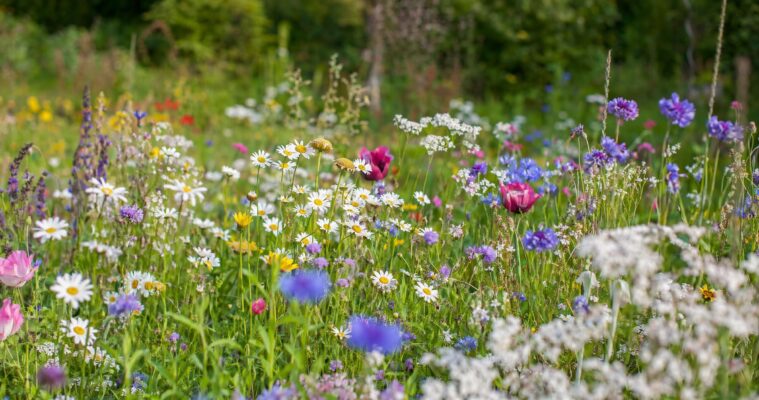 Blumenwiesen anlegen und pflegen: Der grosse Ratgeber fuer Hobbygaertner
