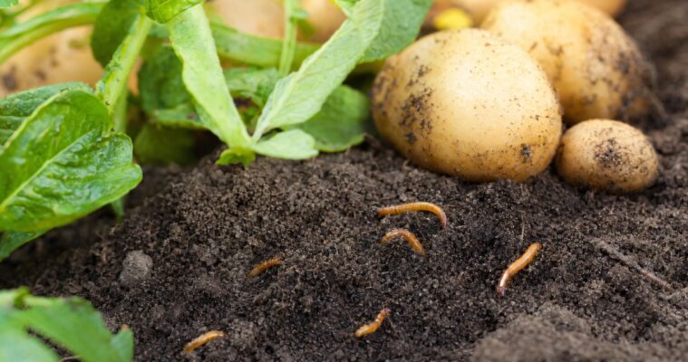 Drahtwürmer erkennen und bekämpfen: Schutz für Kartoffeln und Gemüse