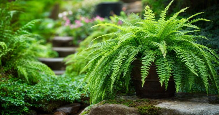 Farne pflanzen und pflegen: Die schönsten Farnarten für Garten und Wohnung