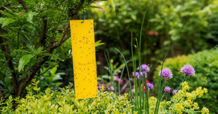 Gelbtafeln im Garten: Der vollständige Ratgeber zur Schädlingsbekämpfung