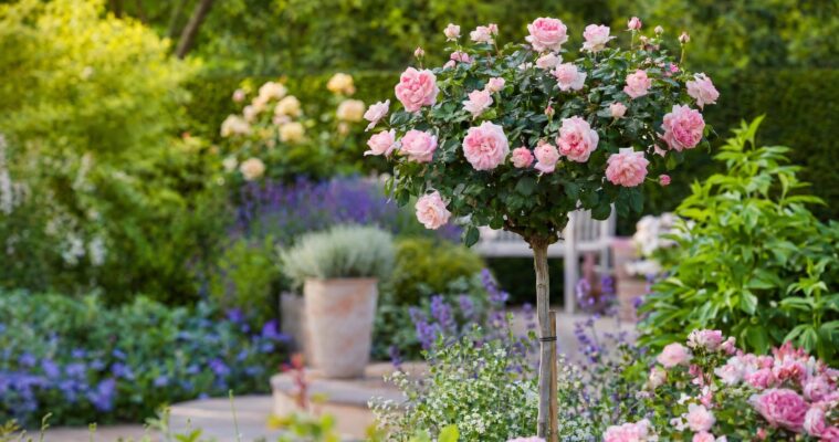 Hochstämmchen für den Garten: Pflanzung, Pflege und die schönsten Sorten