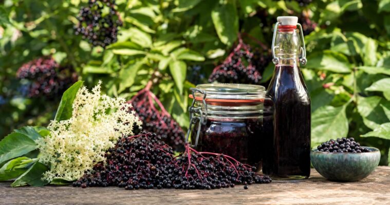 Holunderbeeren: Anbau, Ernte und Verwertung – Ein Leitfaden für Hobbygärtner