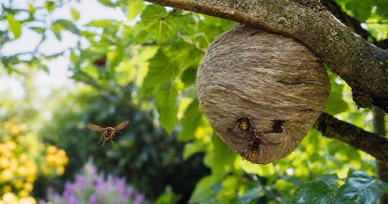 Hornissen im Garten: Gefahr oder verkannte Nützlinge?