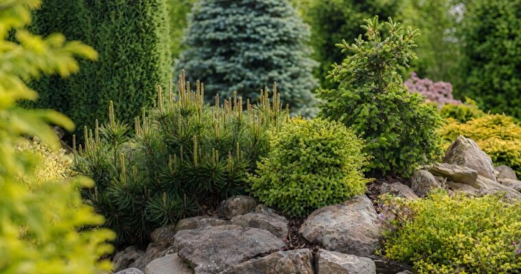 Immergrüne Pflanzen für den Garten: Tipps zur Pflanzung und Pflege