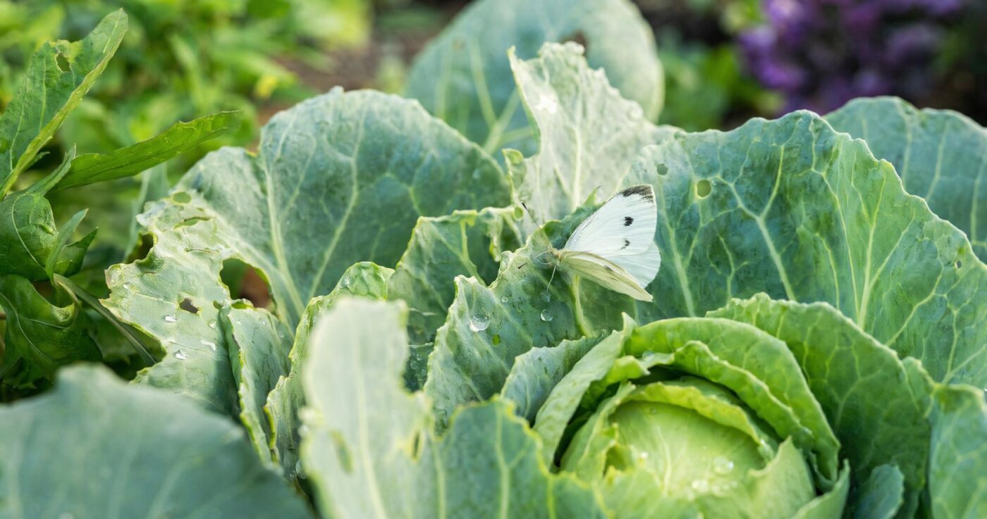 Kohlweißling erkennen und bekämpfen: Schutz für Kohl und Gemüse