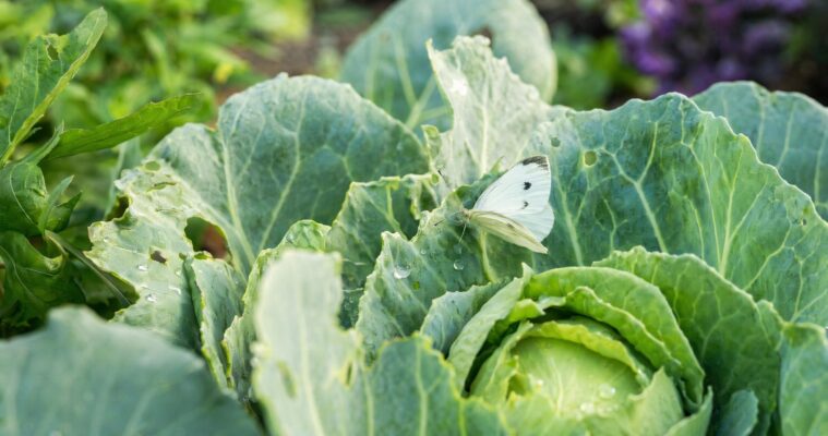 Kohlweißling erkennen und bekämpfen: Schutz für Kohl und Gemüse