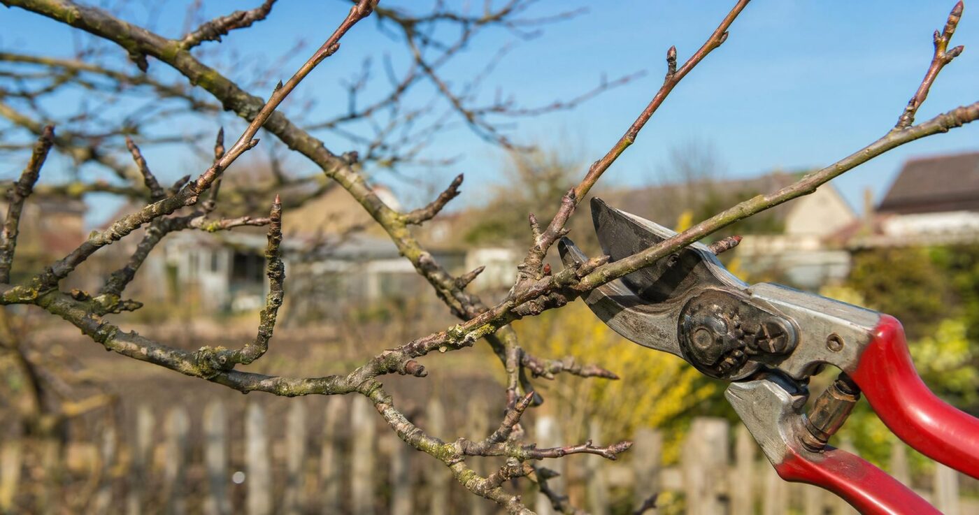 Obstbaumschnitt: Grundlagen, Zeitpunkt und Schnittregeln für Anfänger
