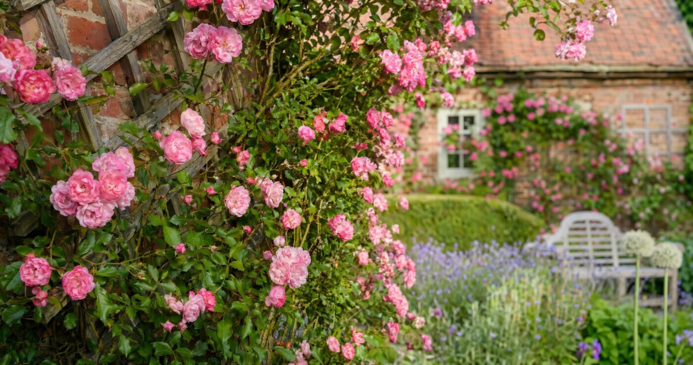 Ramblerrosen pflanzen und pflegen: Der grosse Ratgeber fuer Hobbygaertner