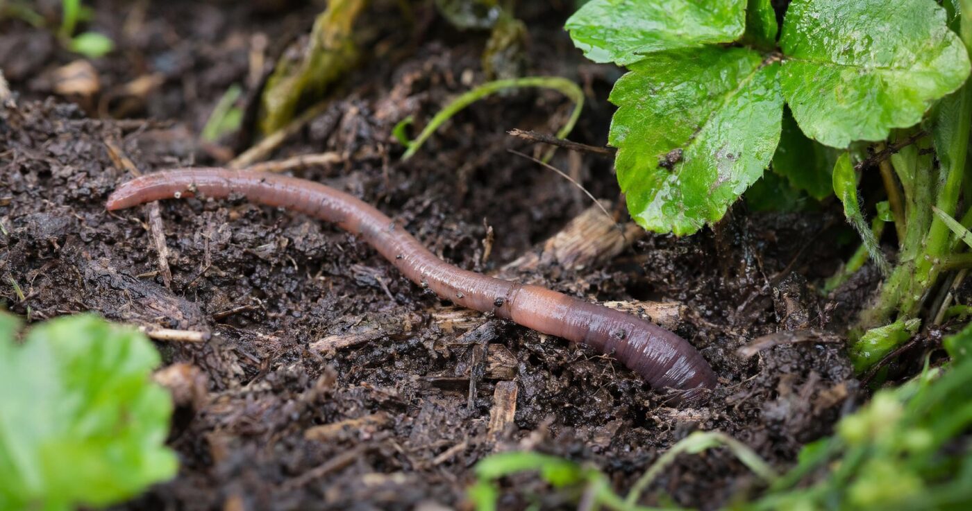 Regenwürmer im Garten: Steckbrief, Fortpflanzung und Lebensweise