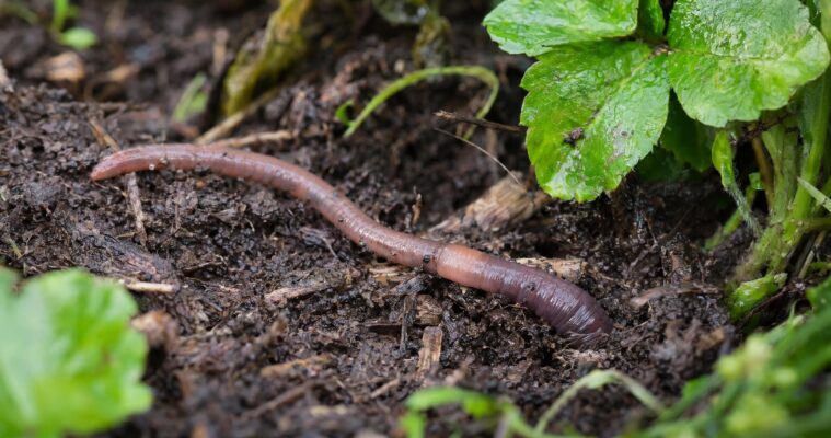 Regenwürmer im Garten: Steckbrief, Fortpflanzung und Lebensweise