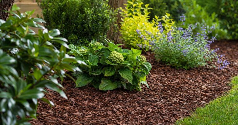 Rindenmulch: Kauftipps und richtige Anwendung im Garten