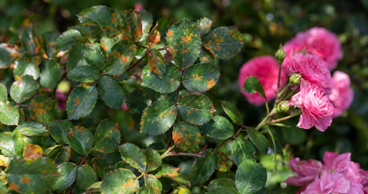 Rosenrost erkennen und bekämpfen: Tipps für gesunde Rosen