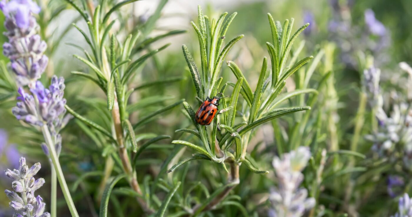 Rosmarinkäfer erkennen und bekämpfen: Schutz für Rosmarin und Lavendel