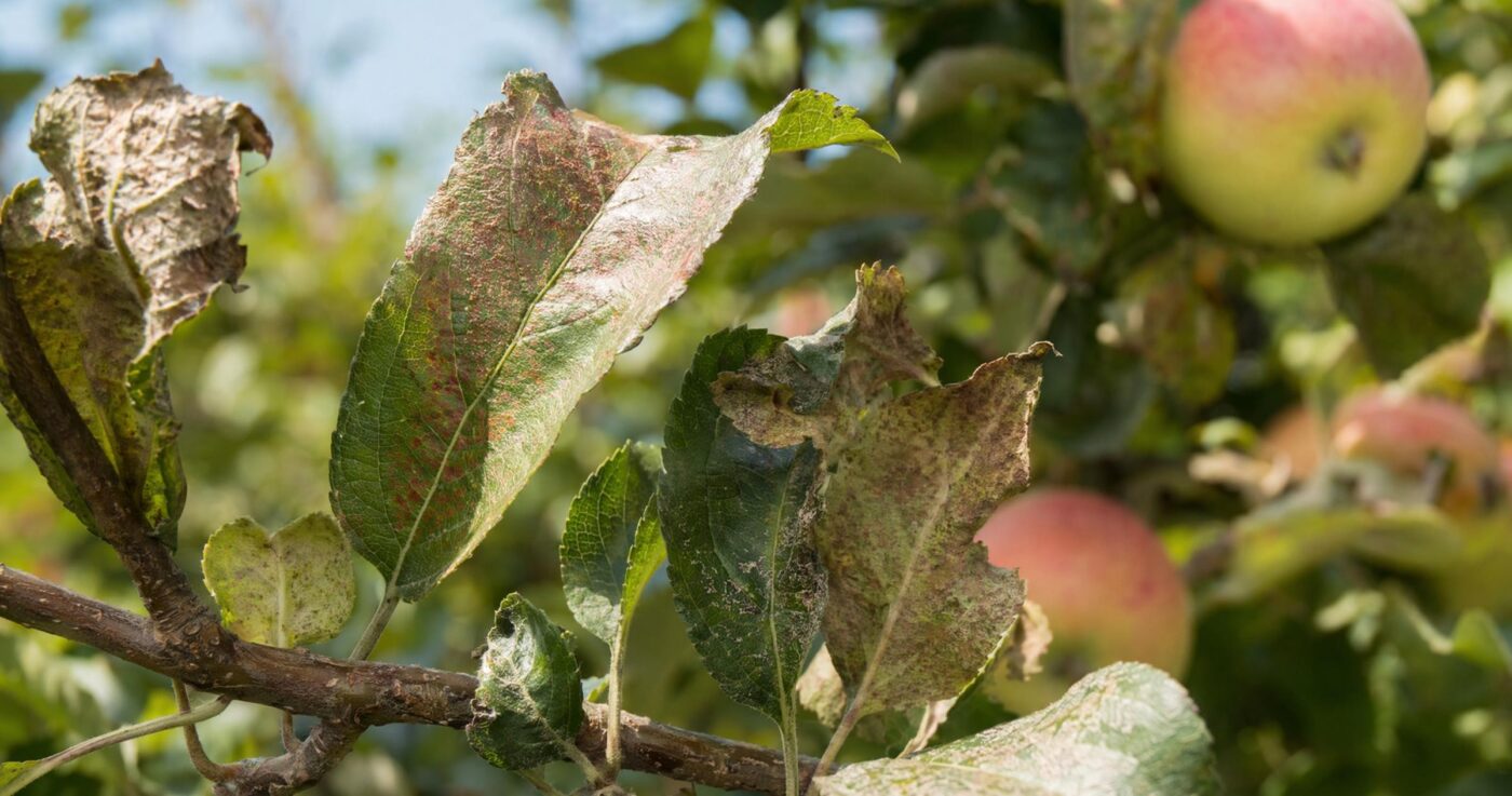 Rote Spinne bekämpfen: Obstbaumspinnmilbe erkennen und wirksam loswerden