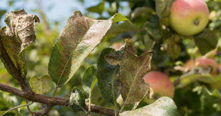 Rote Spinne bekämpfen: Obstbaumspinnmilbe erkennen und wirksam loswerden