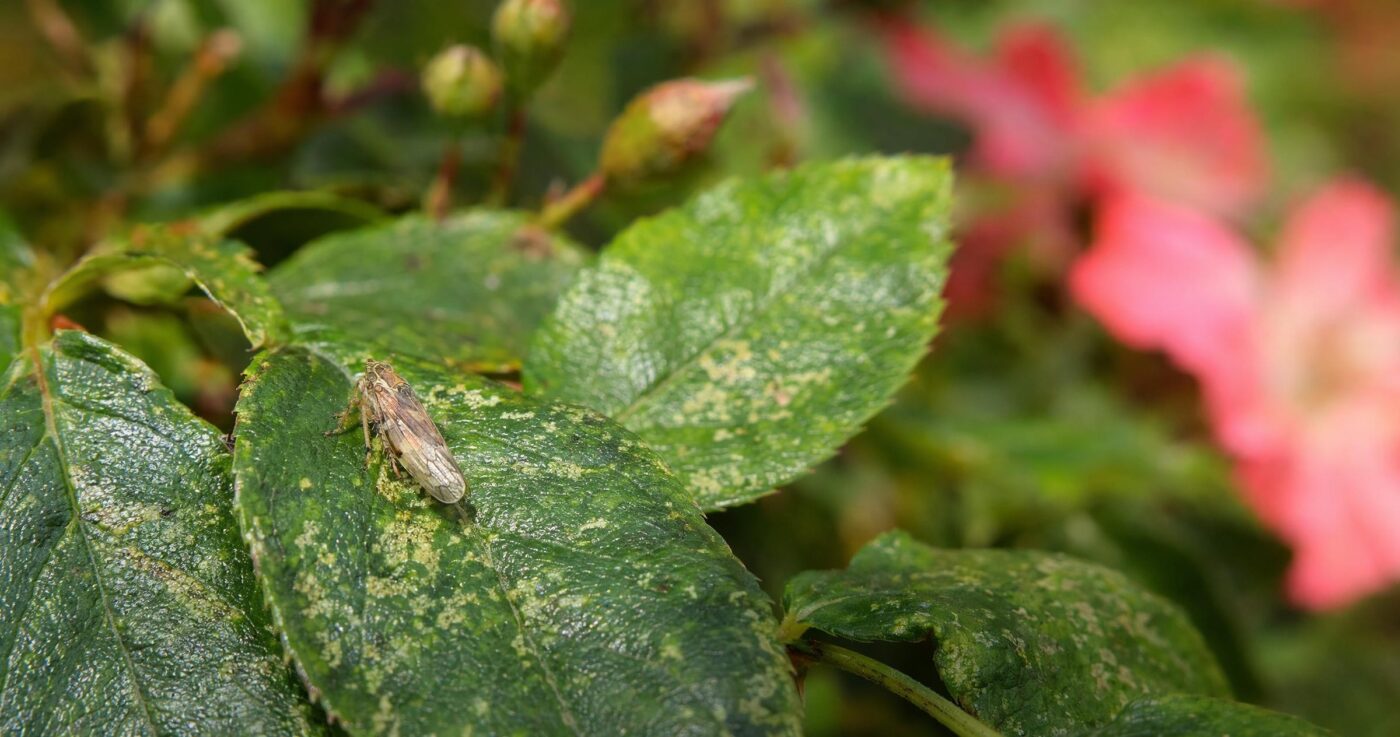 Zikaden erkennen, vorbeugen und bekämpfen: Saugende Schädlinge im Garten