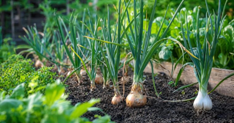 Zwiebelfliege vorbeugen und bekämpfen: Schutz für Zwiebeln, Knoblauch und Lauch
